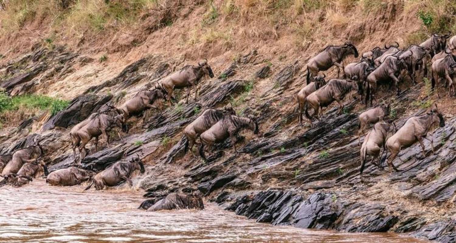 Safari económico de 6 días y 5 noches a Masai Mara, el lago Nakuru y Amboseli - Perfect Wilderness Tours And Safaris