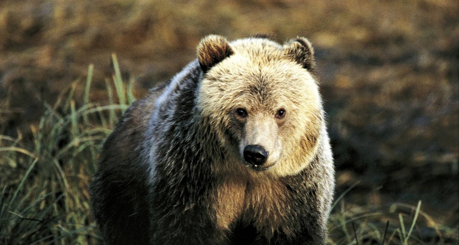 Singlereisen in British Columbia