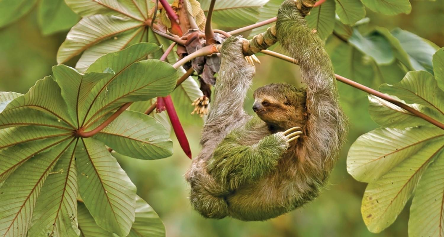 Circuits Costa Rica de 7 jours