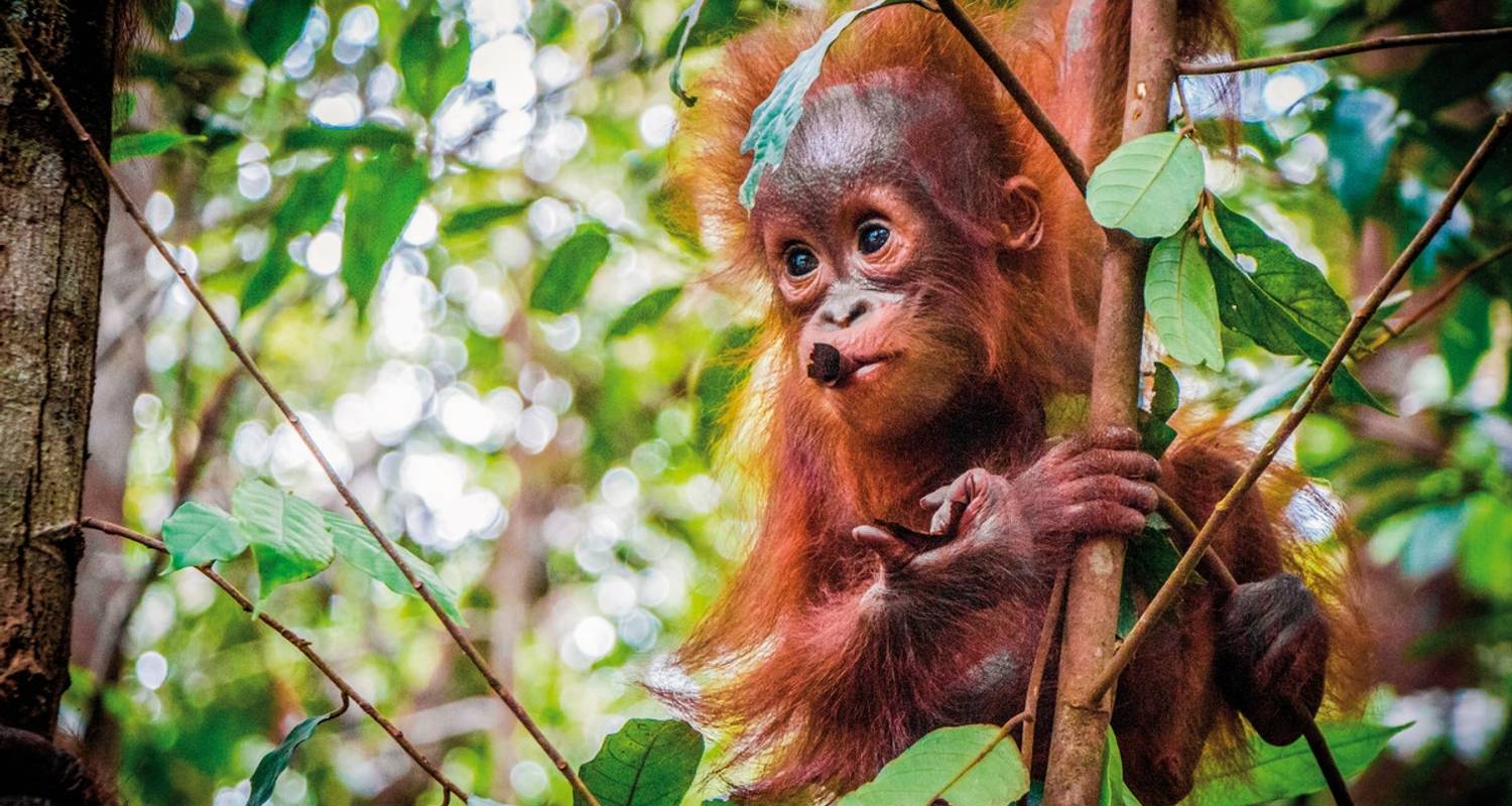 Sightseeing Tours & Trips in Borneo