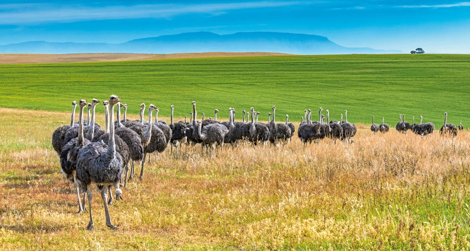 Wine tasting Tours & Trips in South Africa