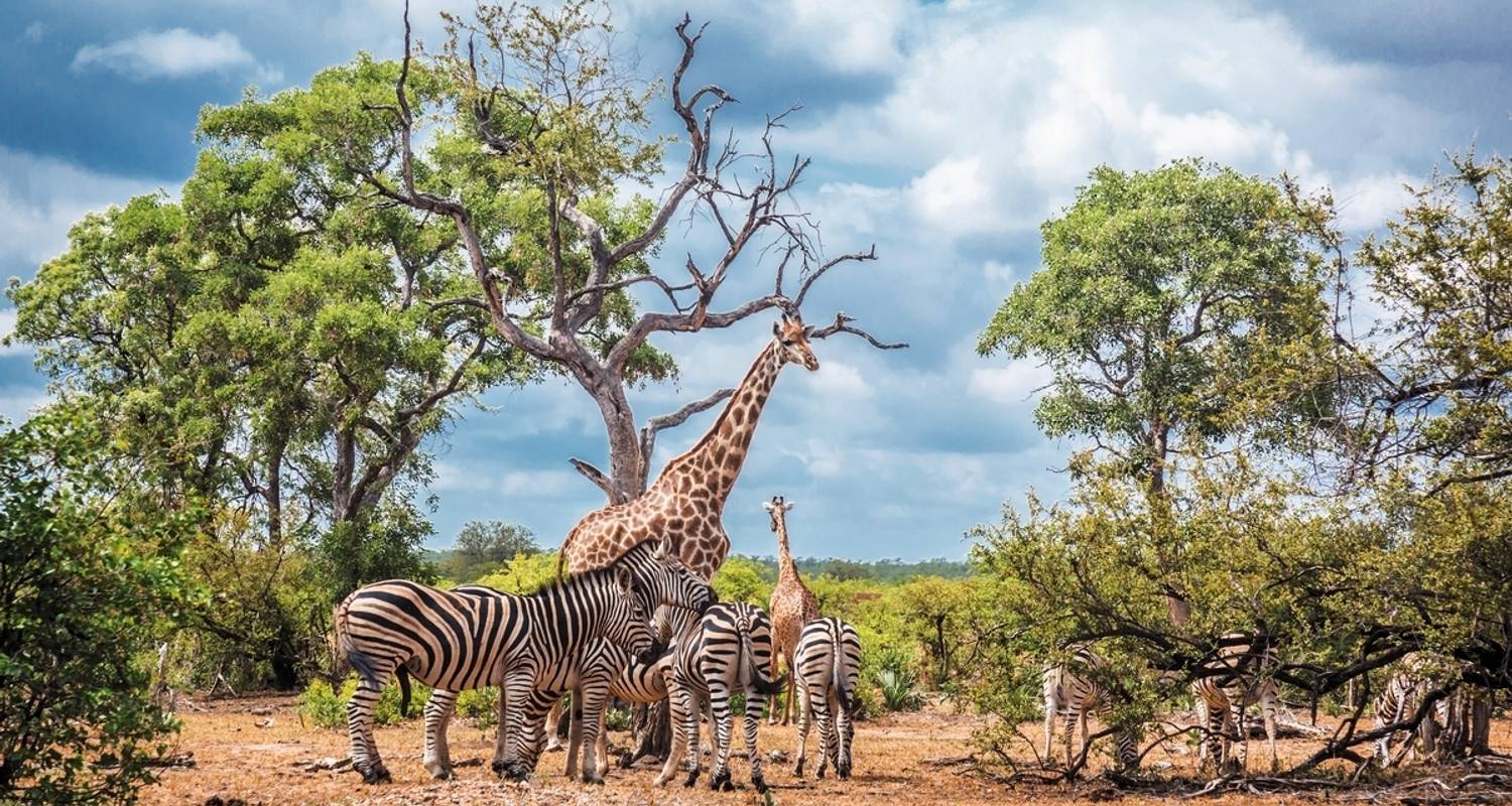 Experiencia en el Parque Kruger (excursión en grupo) - DERTOUR