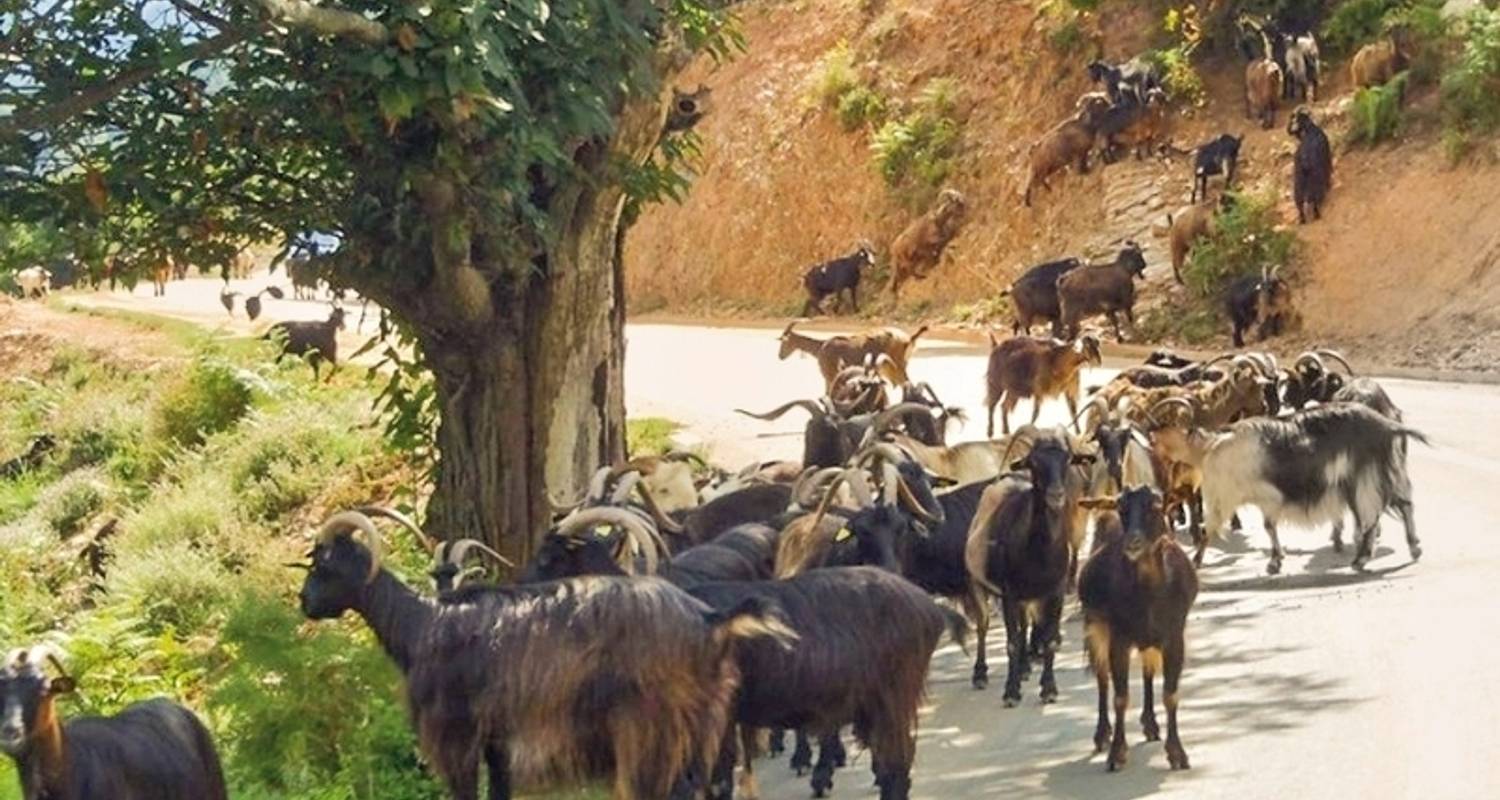 Autorondreis Het beste van Sardinië en Corsica - DERTOUR