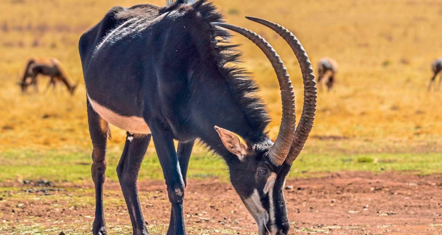 Erlebnis Nationalparks - Etosha bis Victoria Falls - DERTOUR