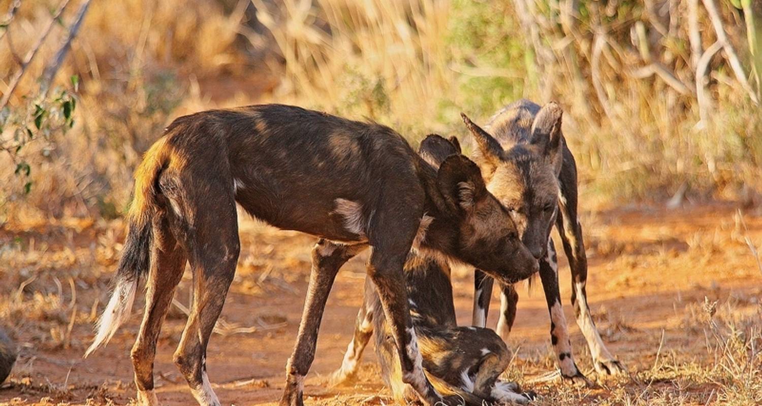 Kenia Rundreisen teils mit Reiseleitung