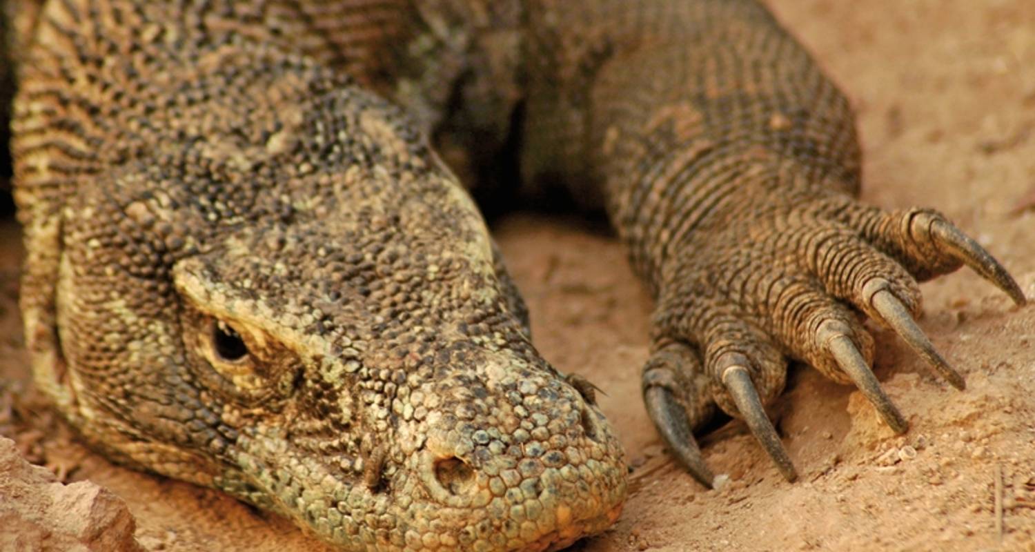 Totalmente guidado circuitos en Flores