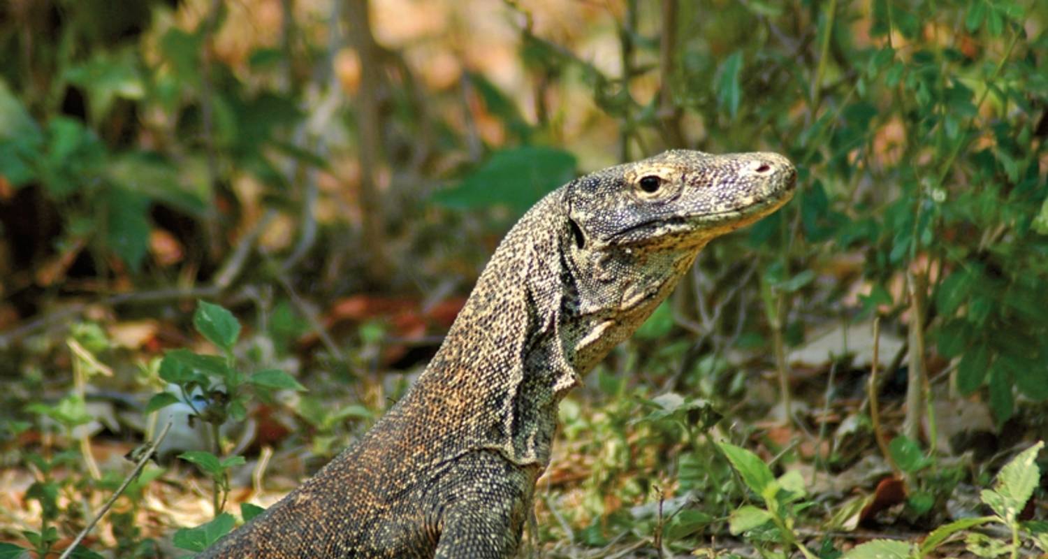 Circuits en Nusa Tenggara