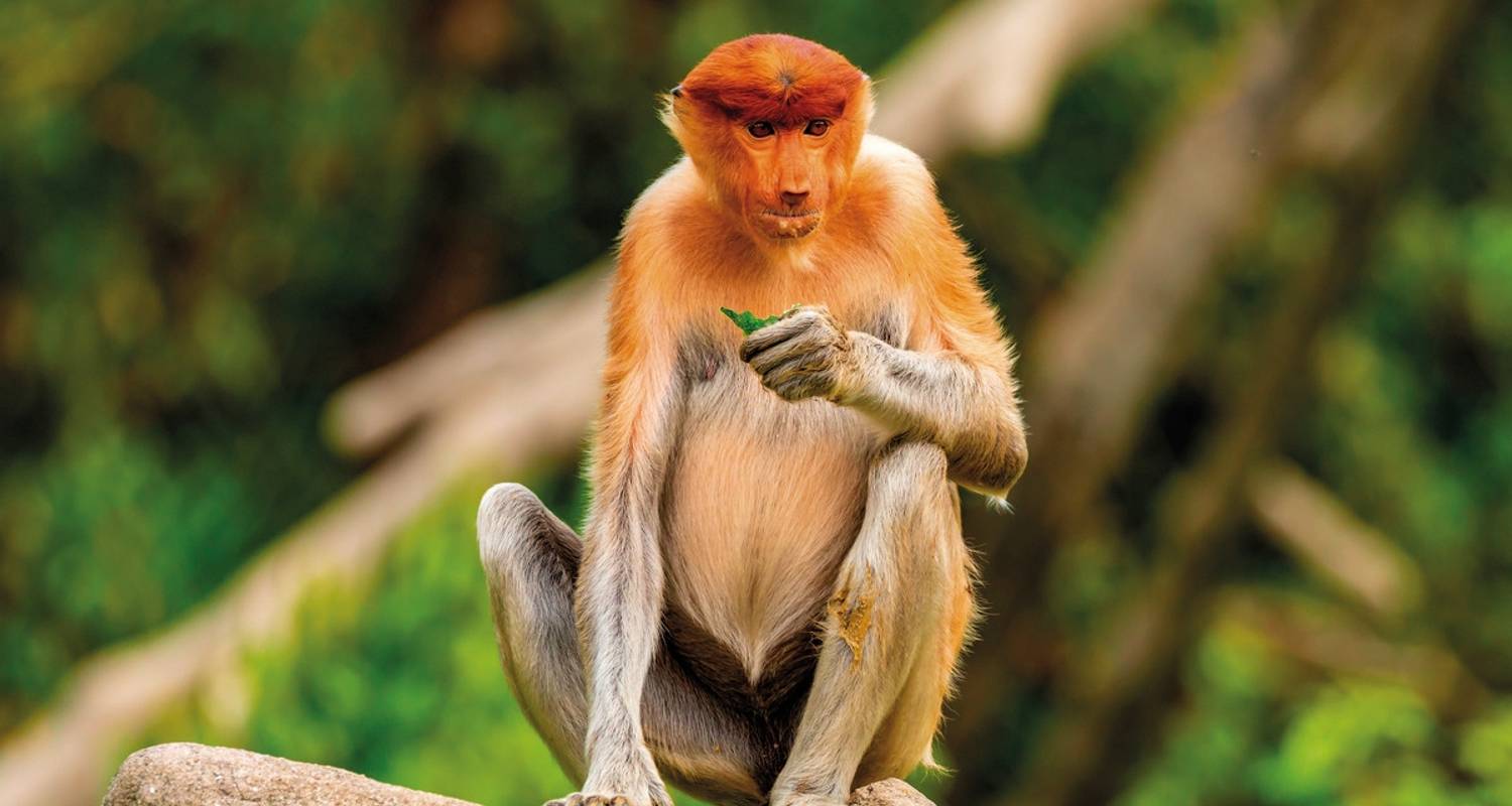 Borneo Städtereisen