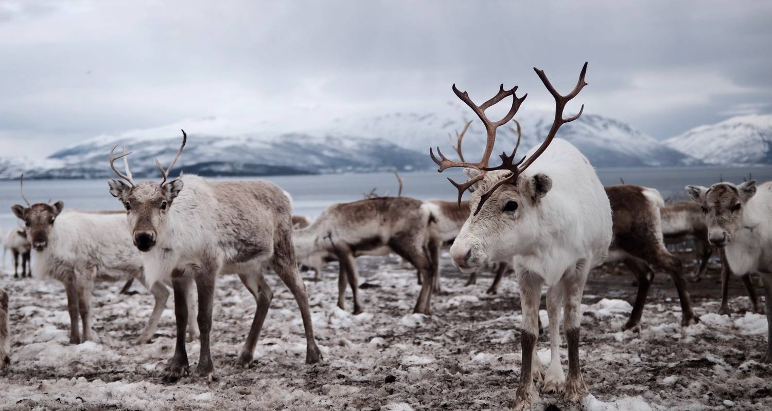 Spitsbergen Adventure: Polar Lights & Arctic Nights