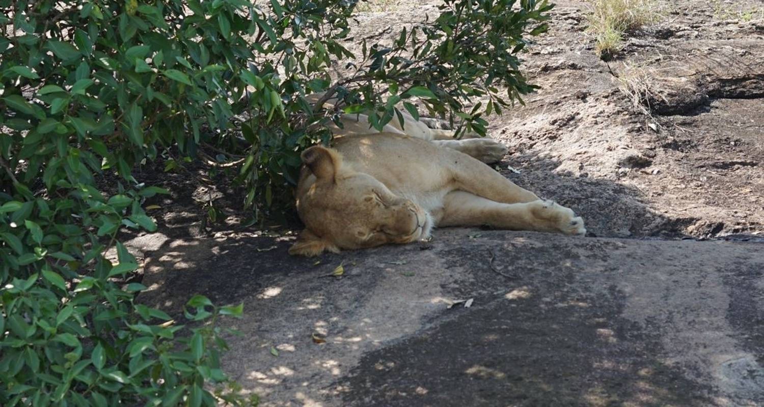 3 days into Masai Mara - Migration Edition - Motto Tours