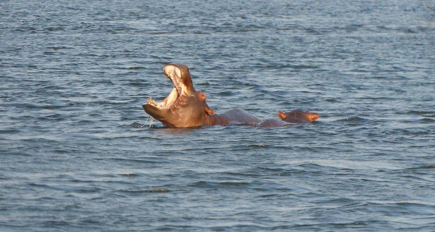 Safari Rondreizen in Chobe Nationaal Park