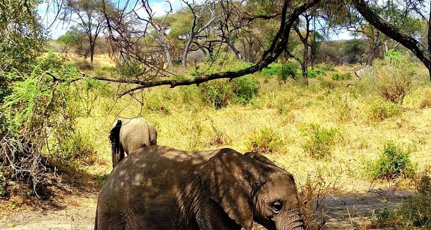 Tarangire Day Tour - theKili-Guides