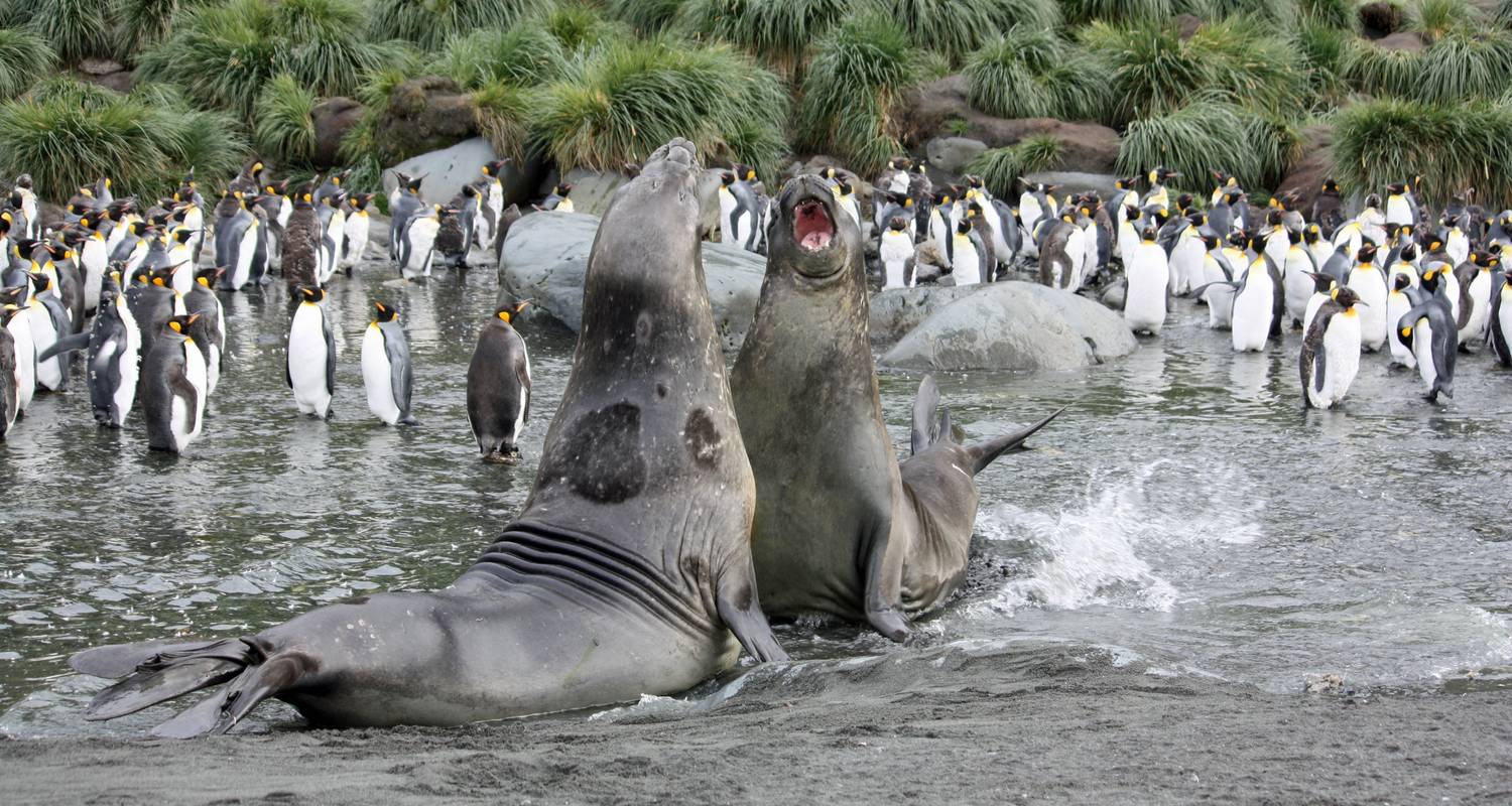 Antarctica / South Pole Polar Cruises & Tours