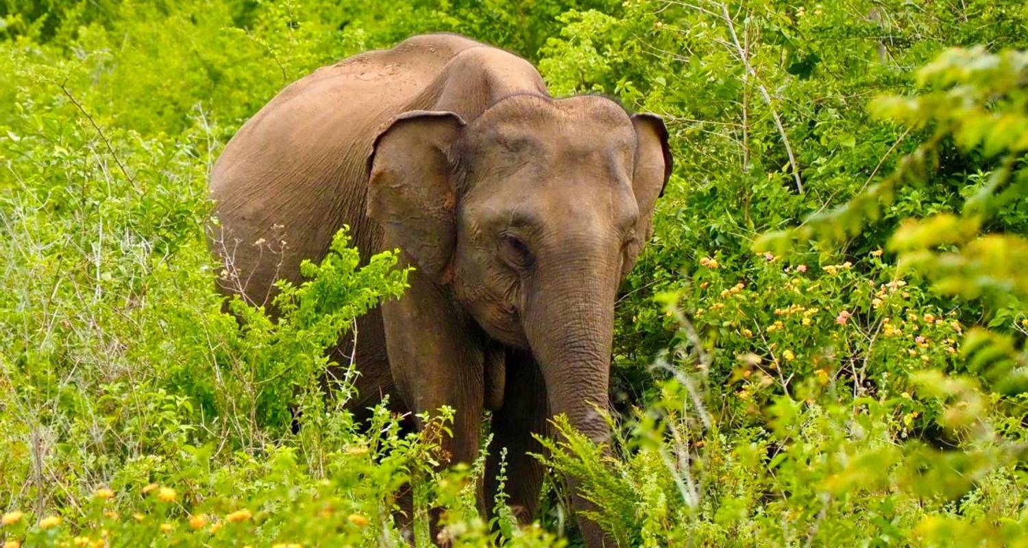 Hoogtepunten van Sri Lanka - DIAMIR Erlebnisreisen