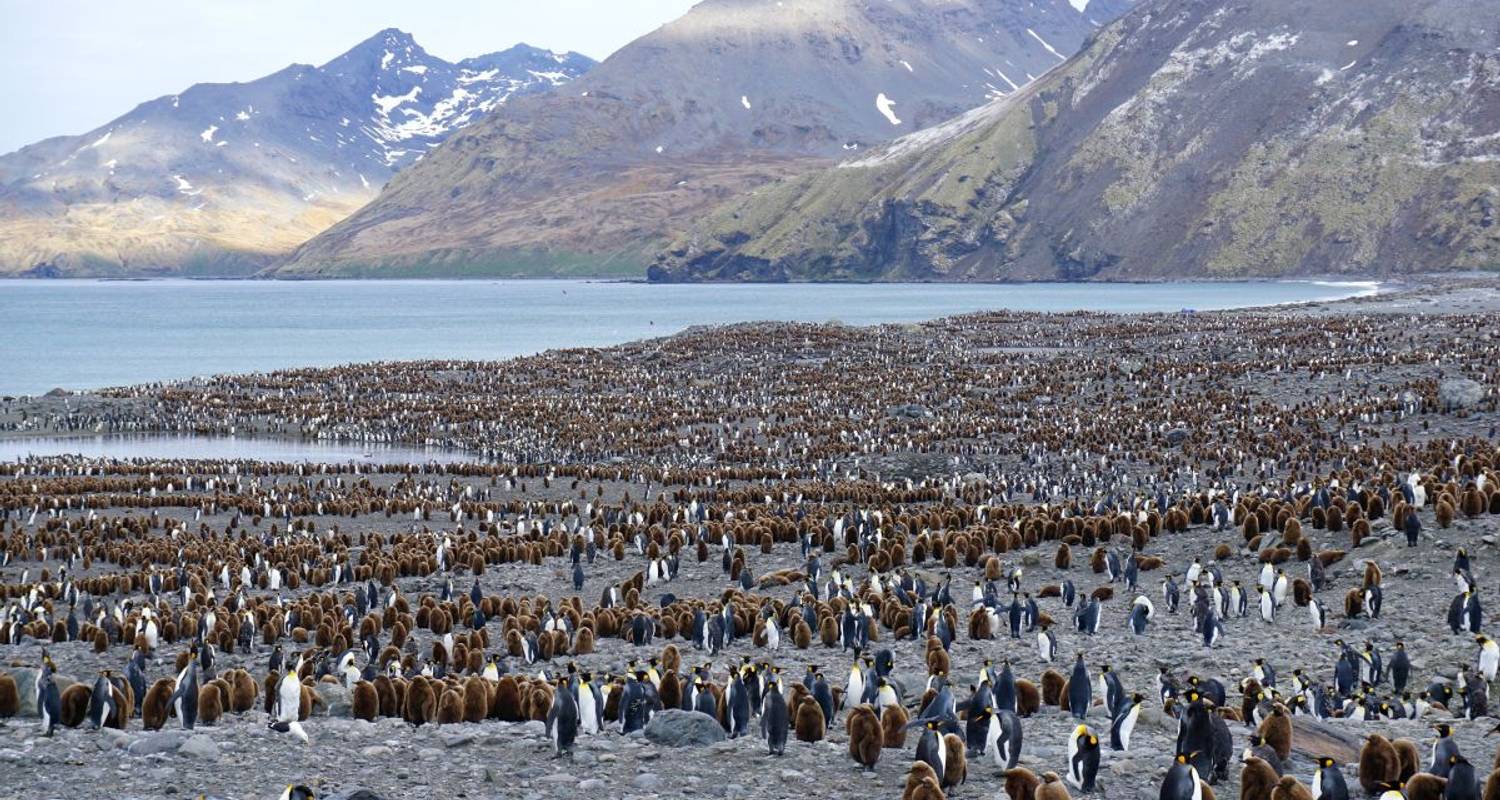 Dierenparadijzen Falkland en Zuid-Georgië - DIAMIR Erlebnisreisen