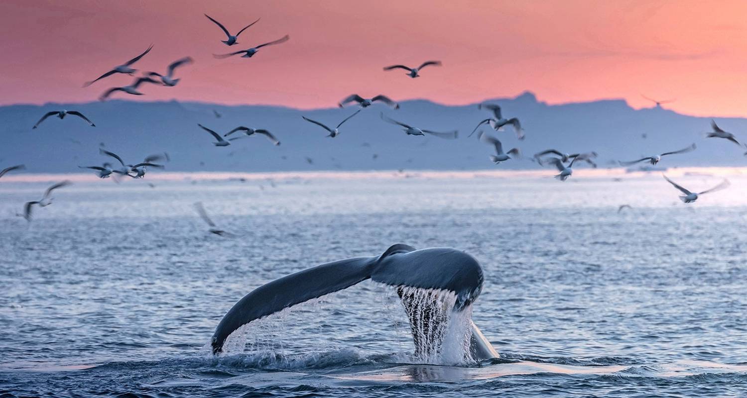 Ultimate Viking Discovery: Iceland to Greenland