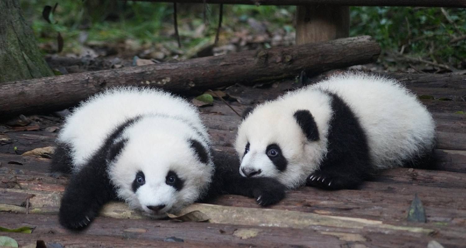 Family Tours from Chengdu