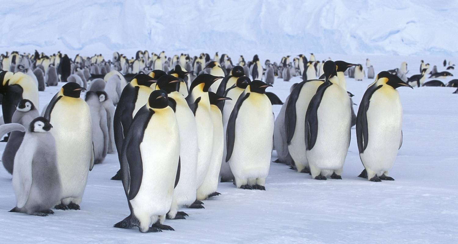 KAISERPINGUINE AUF SNOW HILL ISLAND -WEDDELLMEER - Inventia