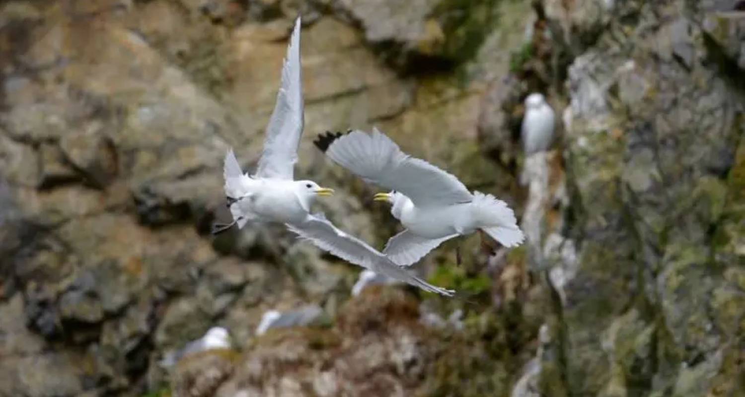 North Spitzbergen Explorer