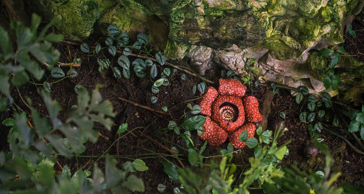 Aventure en Malaisie : les secrets de la jungle de Bornéo - journaway