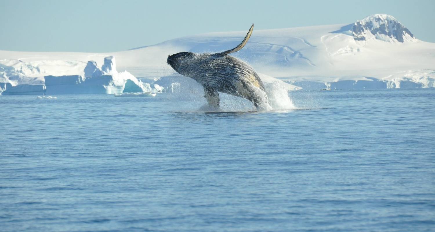 OBSERVATION DES BALEINES DE L'ANTARCTIQUE - À LA RECHERCHE DES GÉANTS DES MERS - Inventia