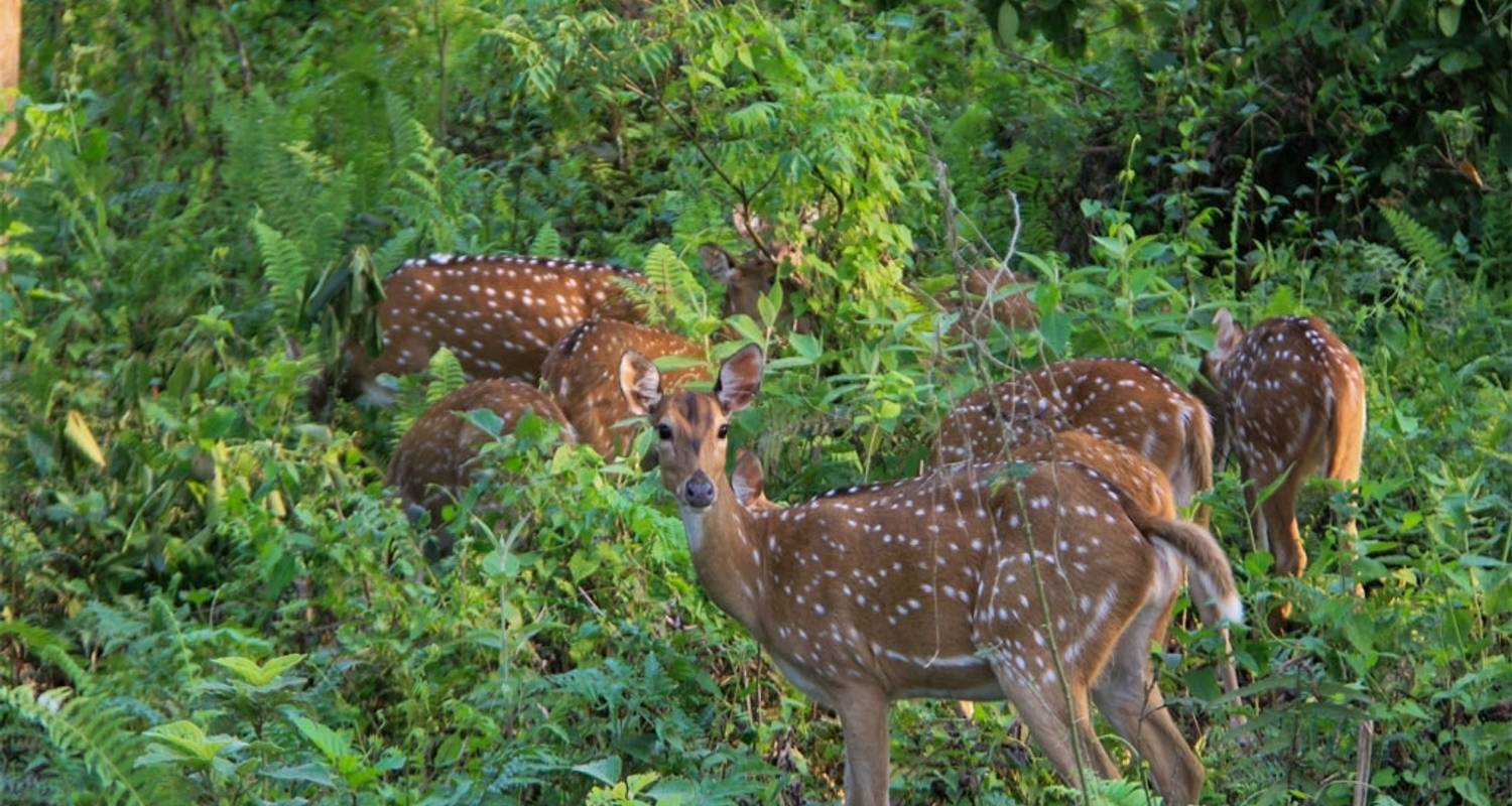 Jungle Safari Tour in Nepal - 2 Nights 3 Days - Frolic Adventure Pvt. Ltd.