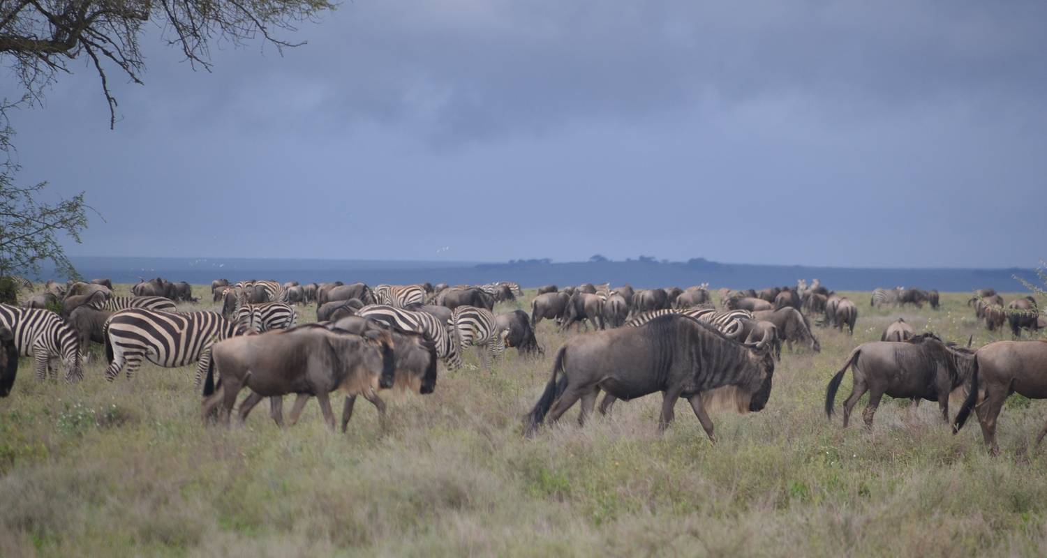 Het beste van Kenia en Tanzania - Local Safaris