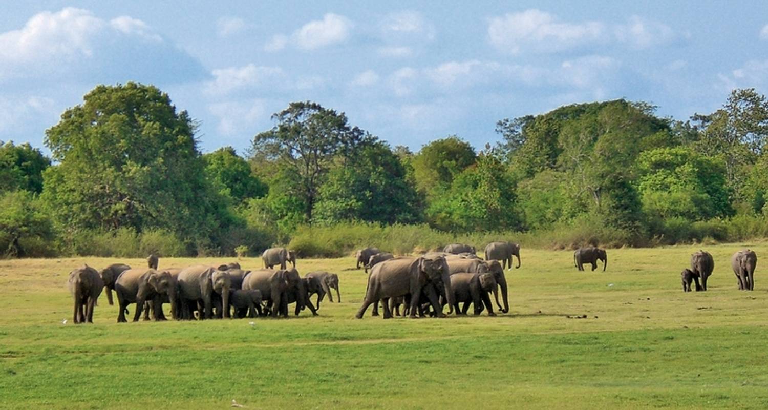 Wildlife Safari - MEIERS WELTREISEN