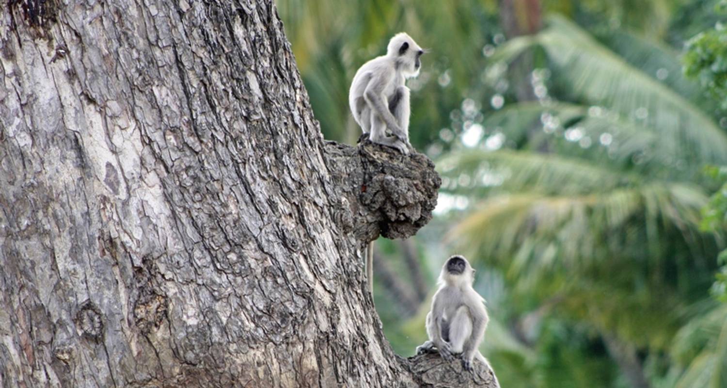Sri Lanka's cultural highlights and the highlands (group tour) - DERTOUR
