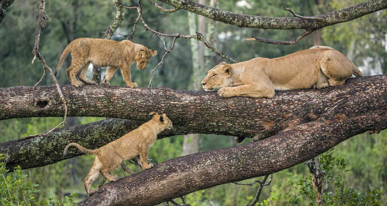 Safari de luxe de 4 jours au lac Manyara, au Serengeti et au Ngorongoro - Lights on Africa Destinations & Safaris