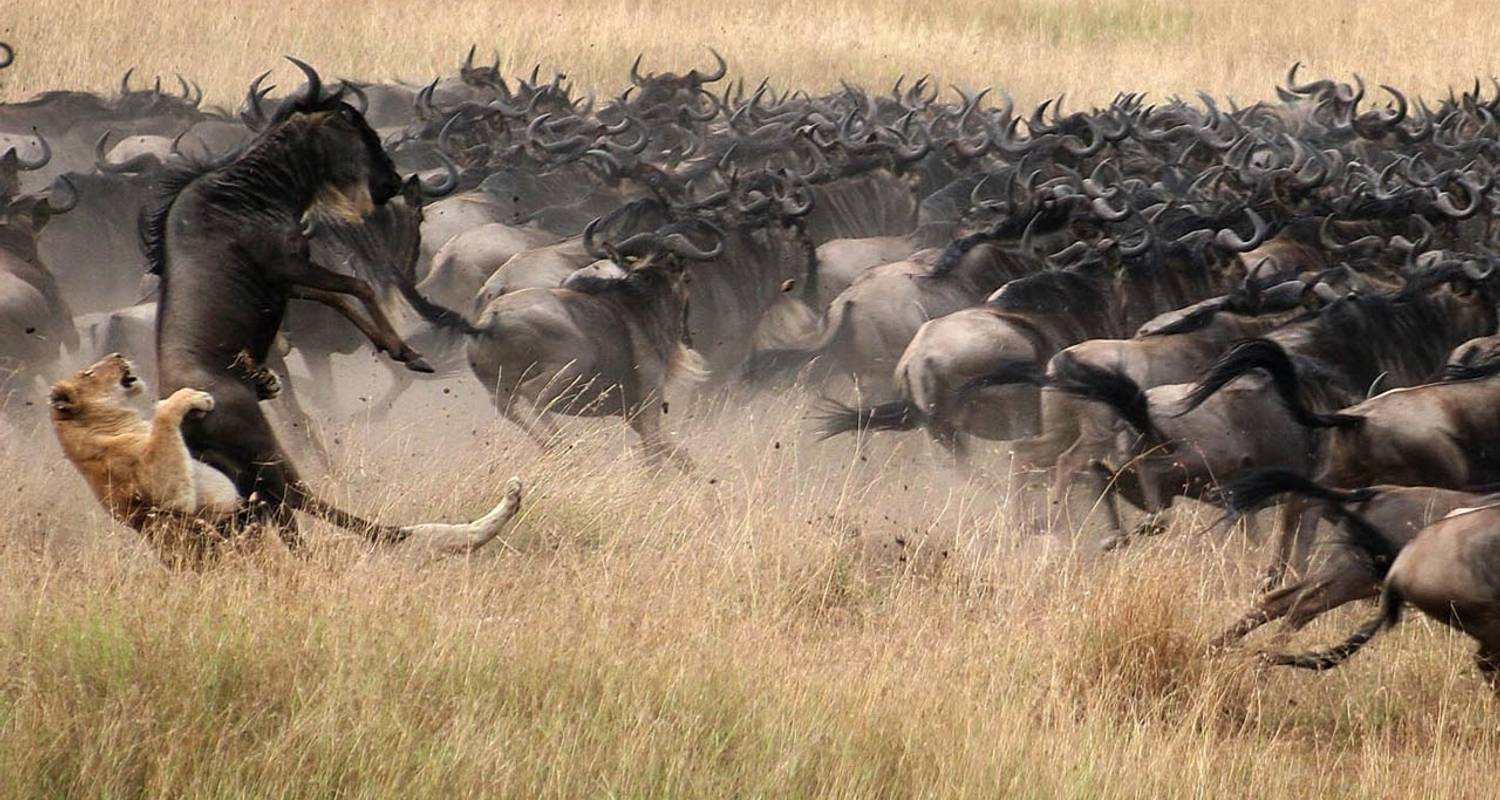 9 jours de safari au Kenya (Nomadic Paradise) par Grey Impala Safaris ...