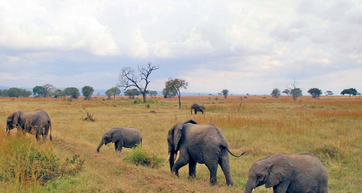 Safari Tours & Trips in Southern Circuit Tanzania