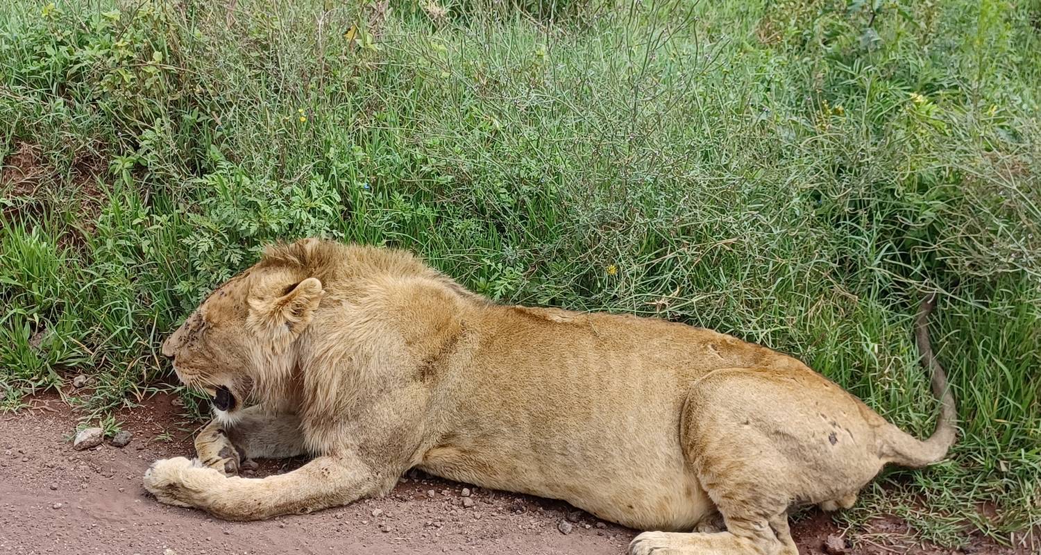 Ngorongoro Krater Tagestour - Serengeti Access Safaris