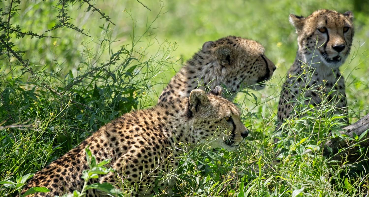 Excursión de 1 día al Parque Nacional de Tarangire - Serengeti Access Safaris