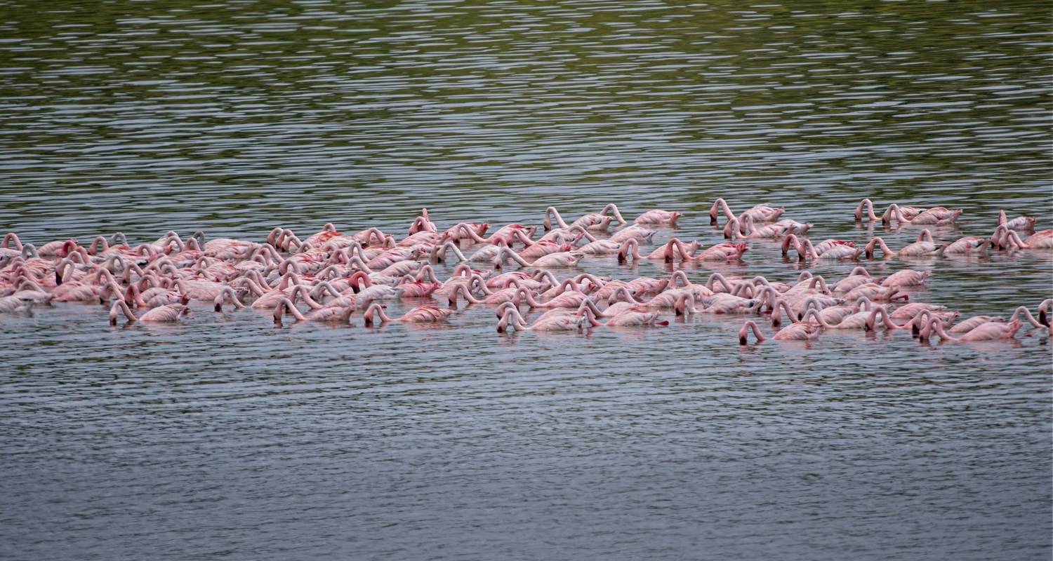 1 jour de visite du lac Manyara - Serengeti Access Safaris