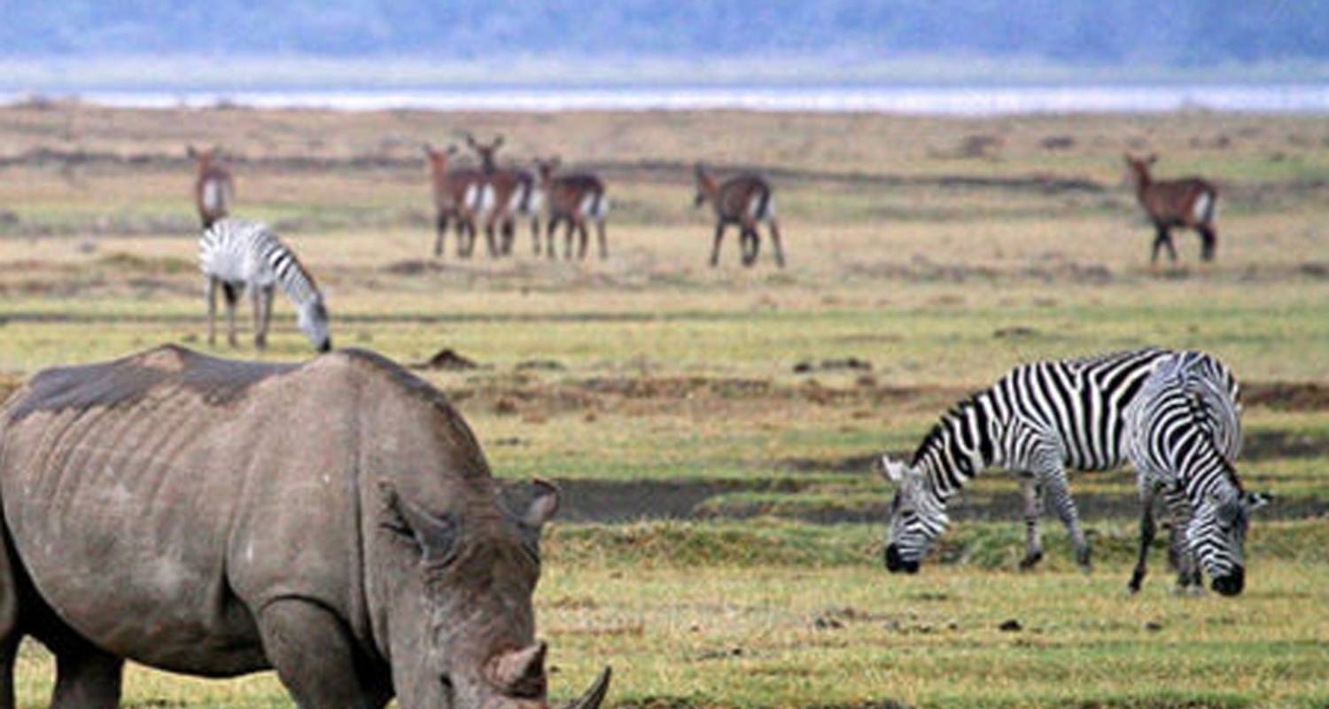 5 Tage Entdecken Sie Tansanias Wildlife Pracht - Serengeti Access Safaris