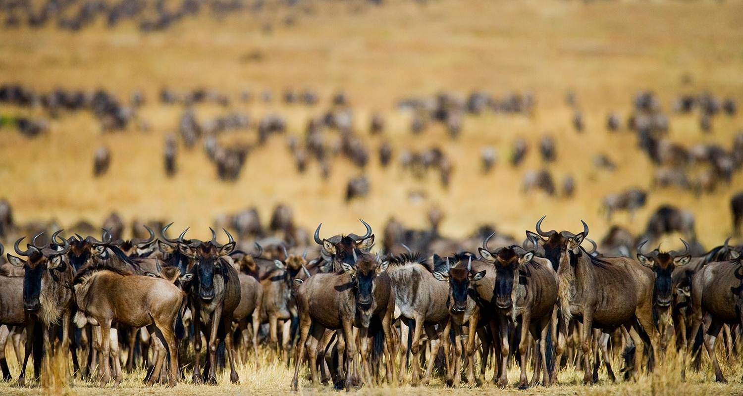 3-Day Focus on Great Serengeti Migration - Professional Safari Africa