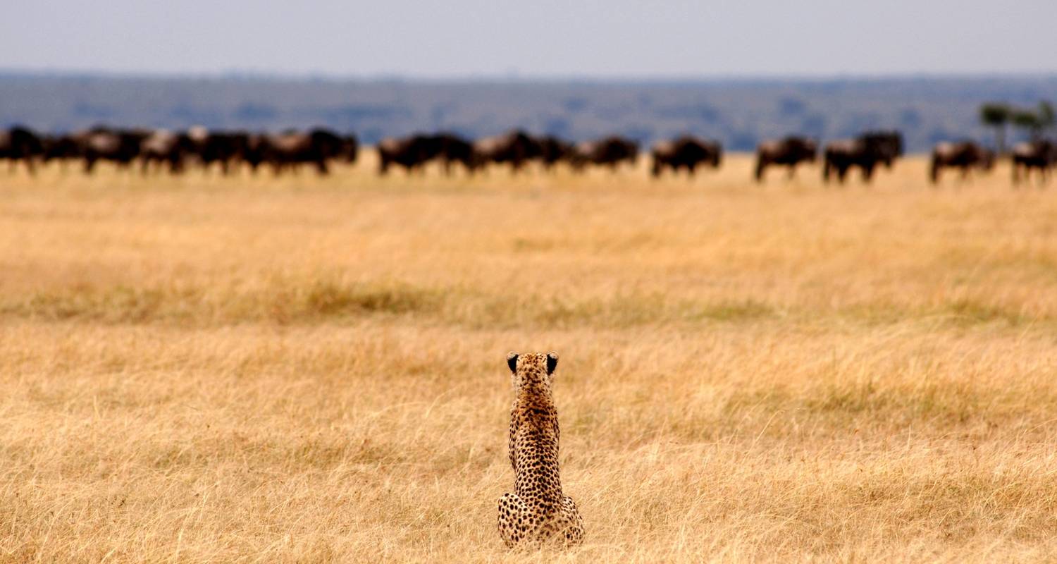 3-Day Fly in from Zanzibar to Serengeti Safari - Professional Safari Africa