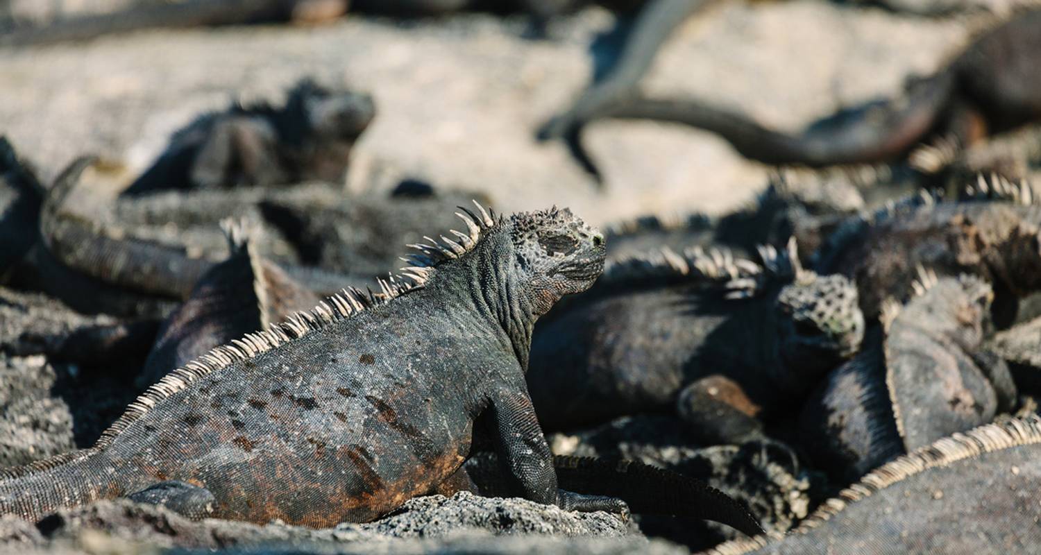 Eilandhoppen op de Galapagos - Intrepid Travel