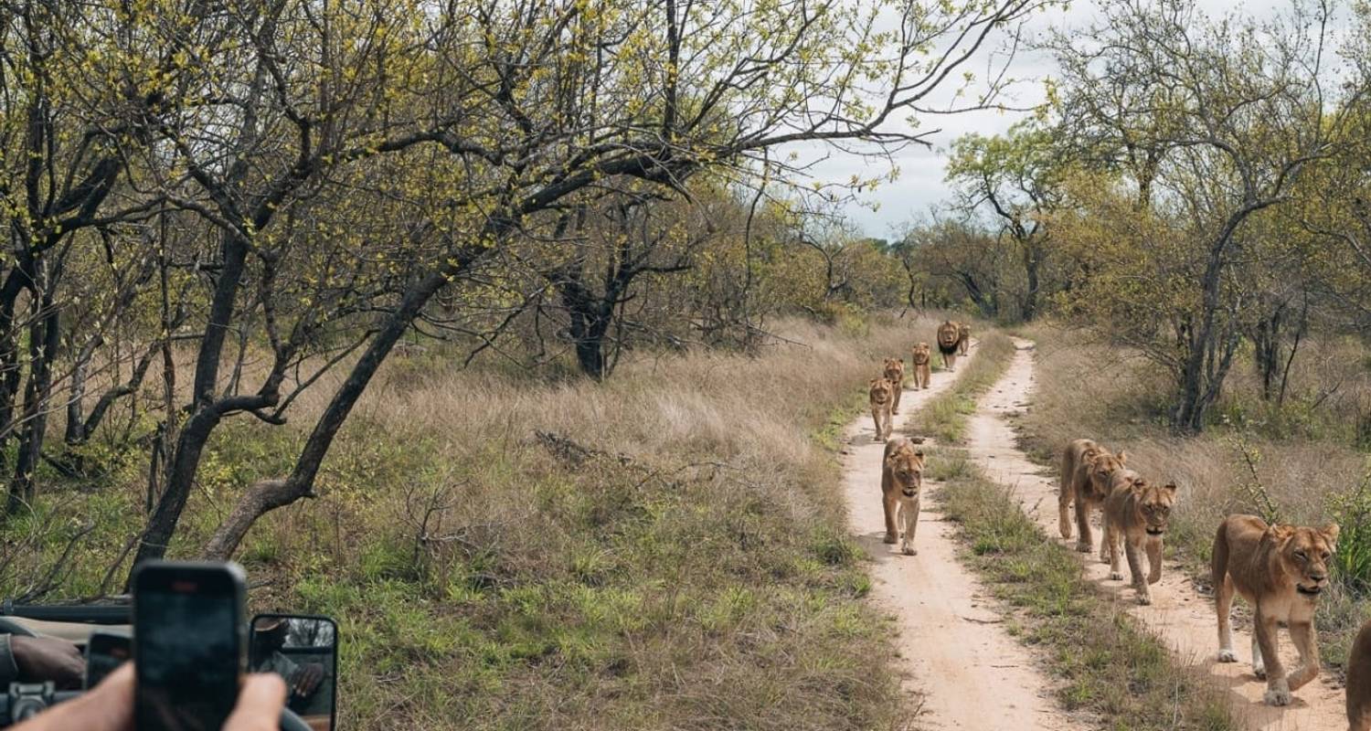 4-tägige Big Five Komfort-Safari - Professional Safari Africa