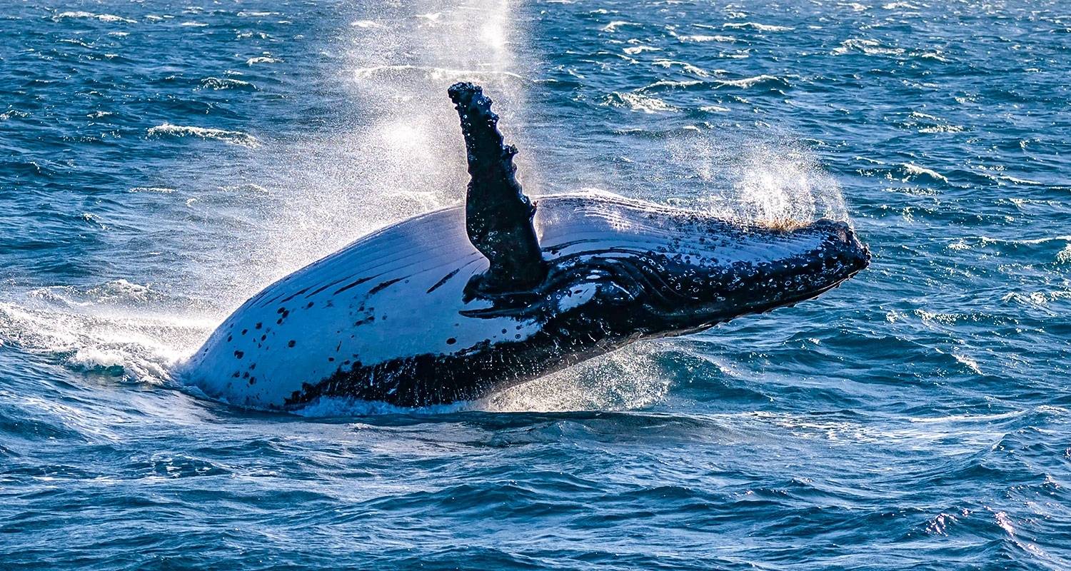 Viaje familiar personalizado a Madagascar para avistar ballenas, salida diaria - Agate Travel