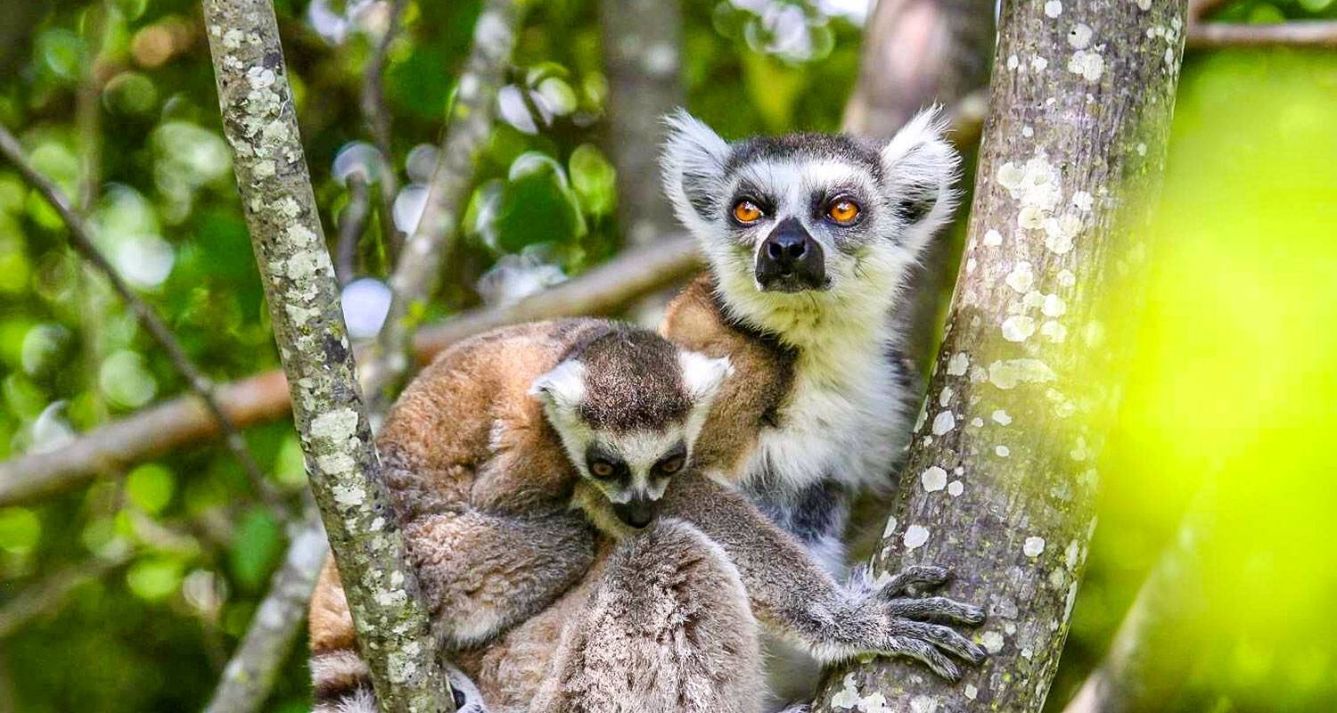 Privé Rondreizen in Madagaskar