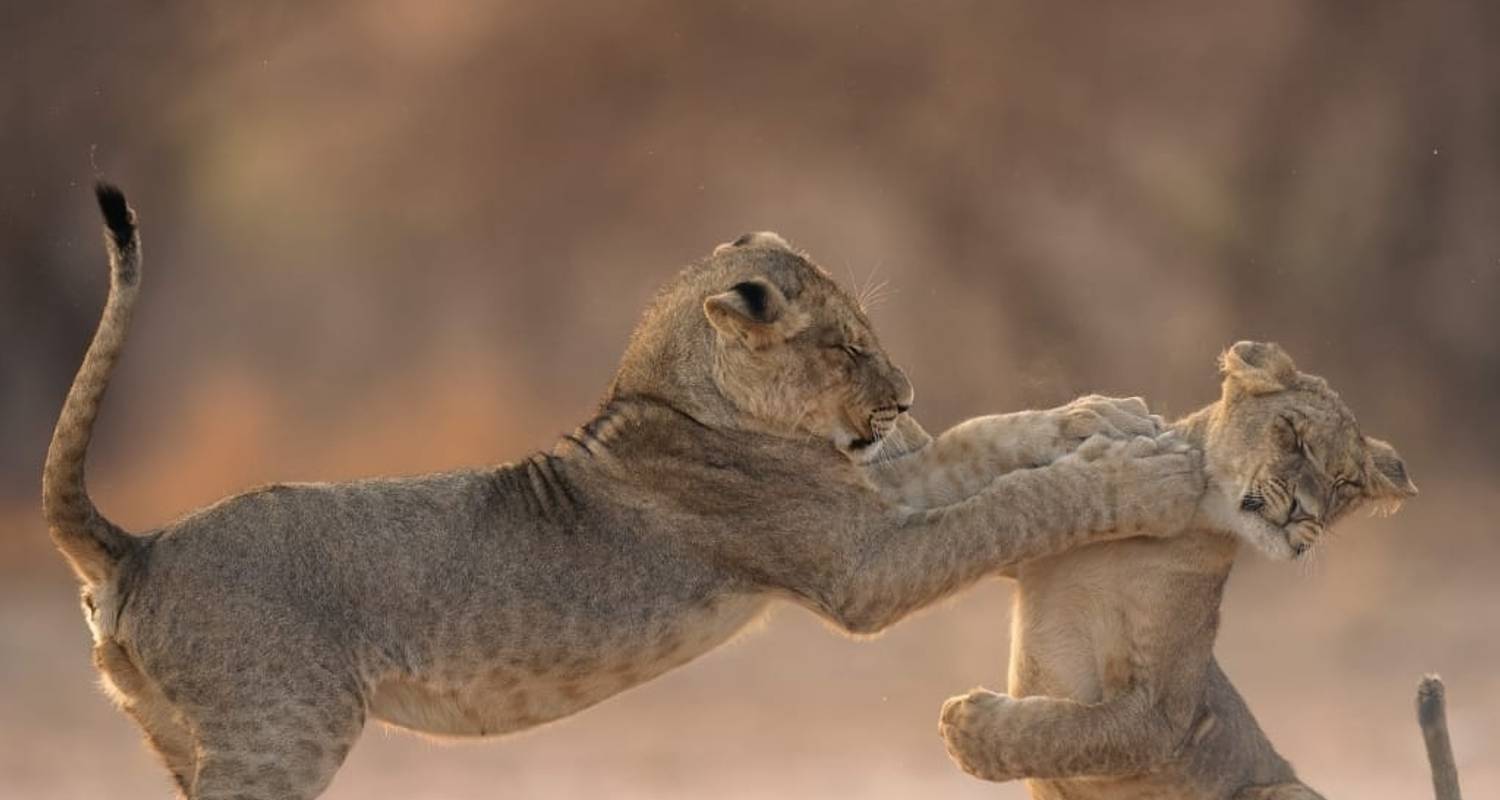 Tarangire - Ngorongoro - Serengeti - Lac Manyara - Professional Safari Africa