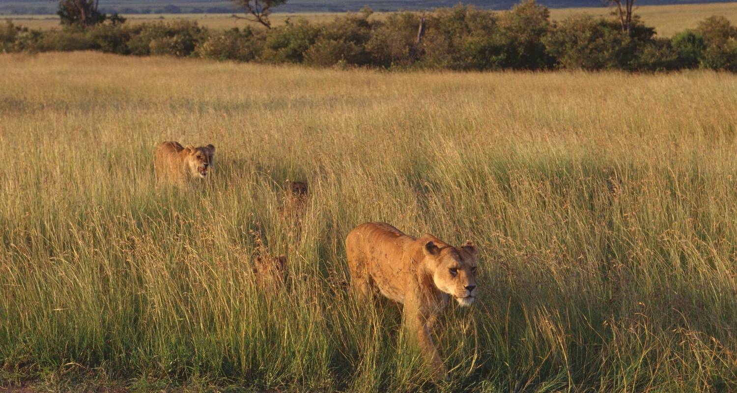 Serengeti, Ngorongoro, Manyara, Tarangire (Korting) - Professional Safari Africa