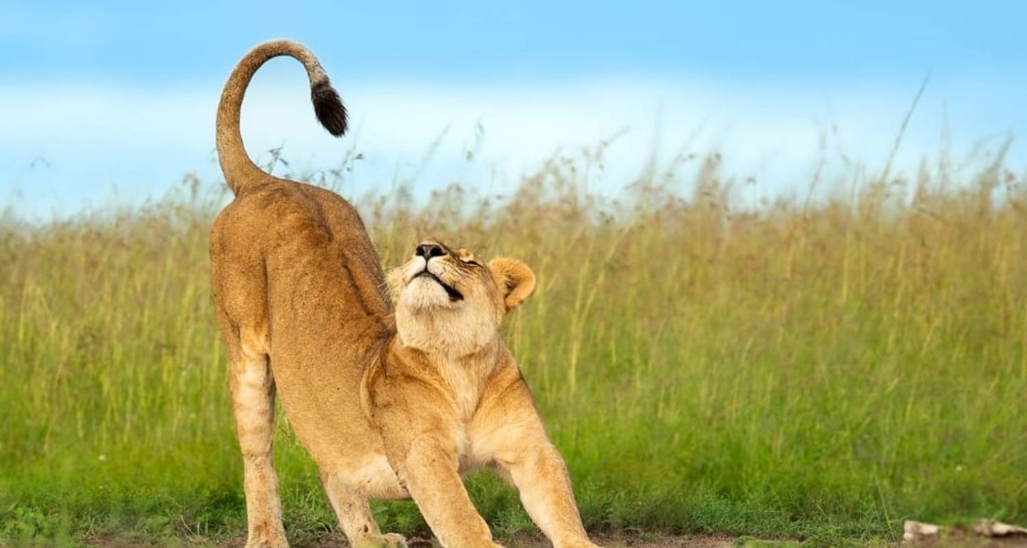 La migration du Serengeti et le cratère du Ngorongoro - Professional Safari Africa