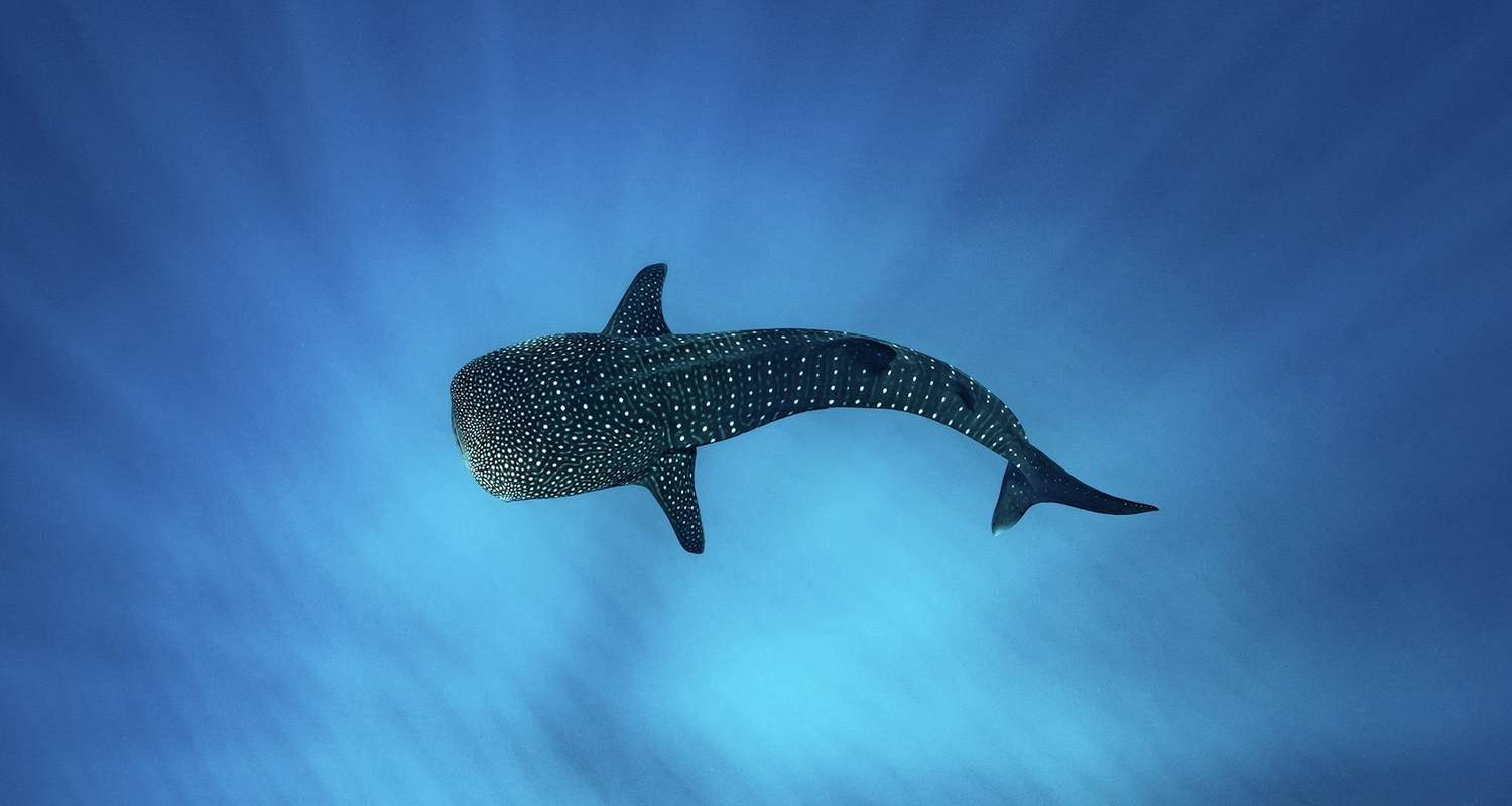 Ningaloo Reef Tours & Trips