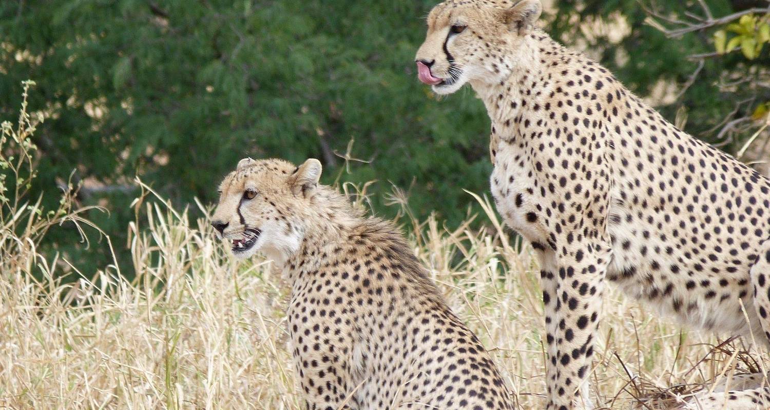 7-Day Luxury Wildlife Safari in Tanzania - Lights on Africa Destinations & Safaris