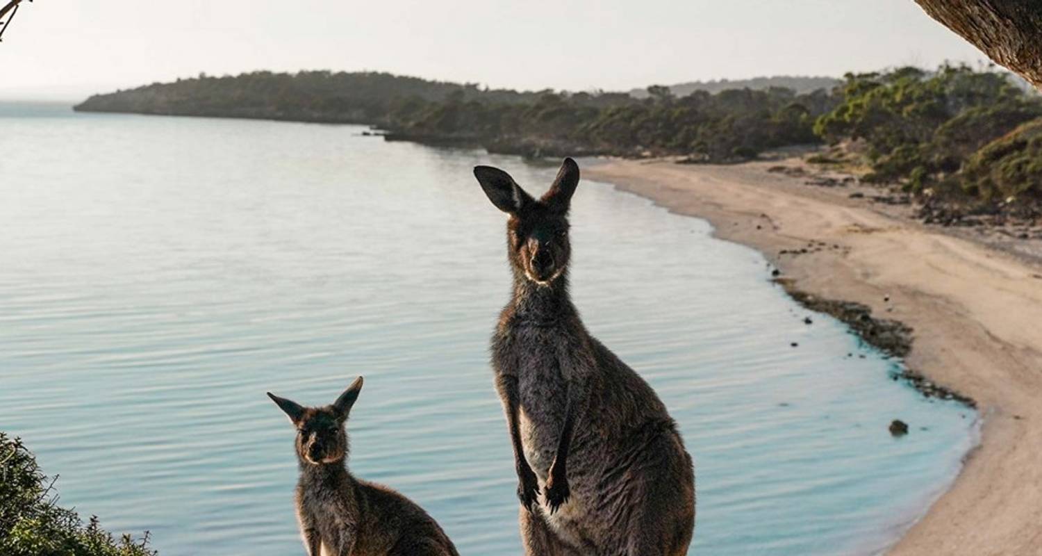 Zuid-Australië Eyre Peninsula Escape (Basis, 2026/2027, Beste koop, 7 dagen) - AAT Kings