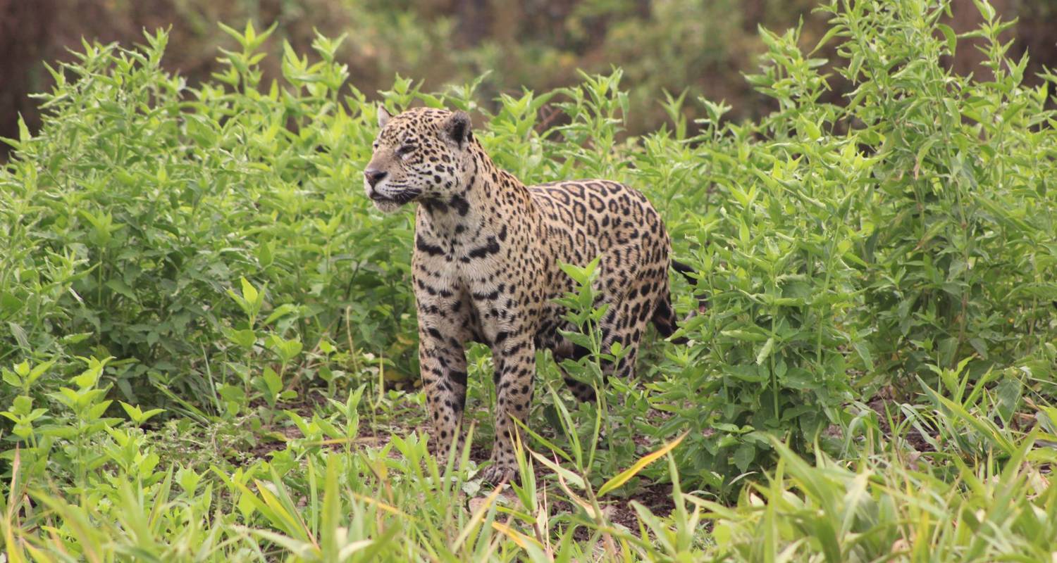 All inclusive adventure in North Pantanal to spot the jaguar - We Travel Discovery