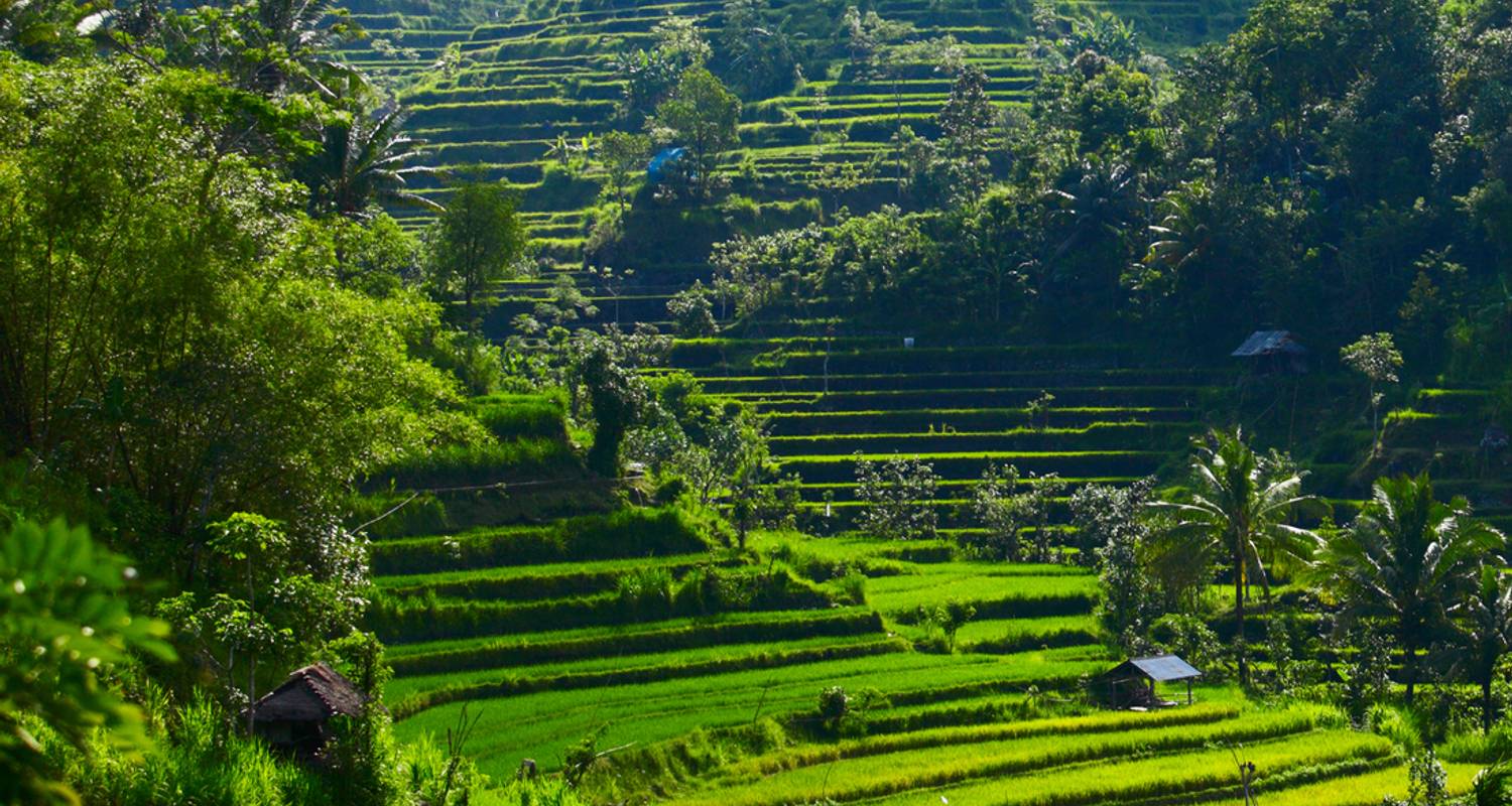 Jakarta to Ubud (including Seloliman Nature Reserve) - Intrepid Travel